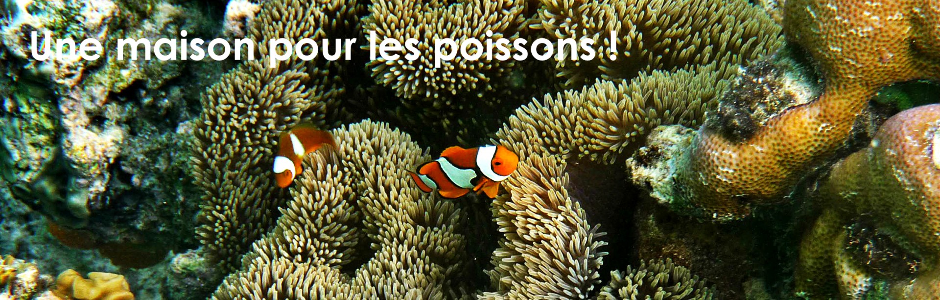 Une maison pour les poissons